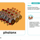 Curriculum Word Pack: Ancient Greece